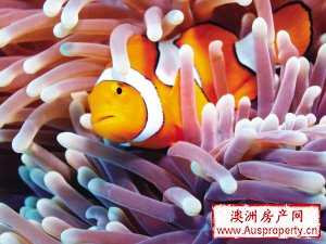 春节，到澳洲名城看什么？